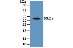 Western blot analysis of recombinant Human PTGS2. (PTGS2 anticorps  (AA 187-425))