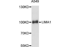 Western blot analysis of extracts of A-549 cells, using LIMA1 antibody. (LIMA1 anticorps)