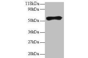 Western blot All lanes: Goat IgG heavy chain antibody at 2 μg/mL + Goat serum at 1: 100 Secondary Rabbit polyclonal to Guinea pig IgG at 1/15000 dilution Predicted band size: 55 kDa Observed band size: 55 kDa (Cobaye anti-Chévre IgG Anticorps)