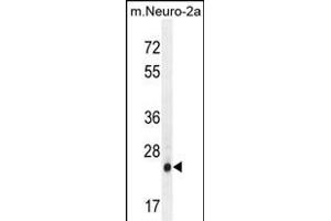 S1 Antibody (N-term) (ABIN654456 and ABIN2844190) western blot analysis in mouse Neuro-2a cell line lysates (35 μg/lane). (AP3S1 anticorps  (N-Term))