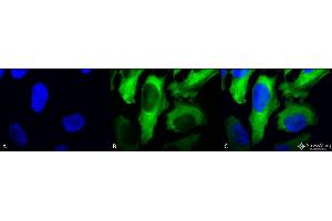 Immunocytochemistry/Immunofluorescence analysis using Mouse Anti-Hsp27 Monoclonal Antibody, Clone 5D12-A3 . (HSP27 anticorps  (APC))