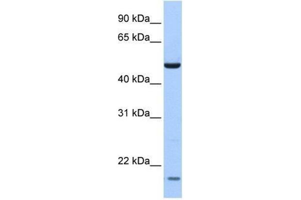 ZNF764 anticorps  (N-Term)