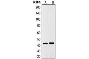 Western blot analysis of c-Jun expression in HepG2 (A), NIH3T3 (B) whole cell lysates. (C-JUN anticorps  (Center))