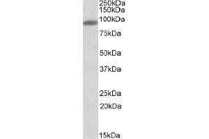 Image no. 2 for anti-Myosin VIIA and Rab Interacting Protein (MYRIP) (C-Term) antibody (ABIN374340) (MYRIP anticorps  (C-Term))