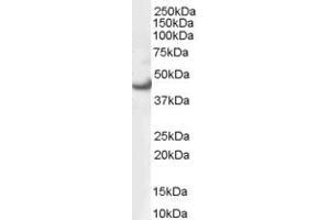 Western Blotting (WB) image for anti-Mitogen-Activated Protein Kinase 3 (MAPK3) (AA 11-22) antibody (ABIN290536) (ERK1 anticorps  (AA 11-22))