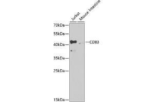 Western blot analysis of extracts of various cell lines, using CD83 antibody (ABIN3022765, ABIN3022766, ABIN3022767 and ABIN6219216) at 1:1000 dilution. (CD83 anticorps  (AA 20-144))