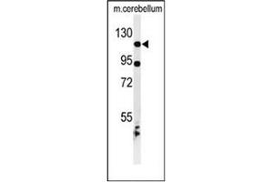 Western blot analysis of KIF6 Antibody (N-term) in mouse cerebellum tissue lysates (35ug/lane). (KIF6 anticorps  (N-Term))