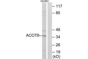 Western Blotting (WB) image for anti-Acyl-CoA Thioesterase 8 (ACOT8) (Internal Region) antibody (ABIN1850687) (ACOT8 anticorps  (Internal Region))