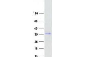 Validation with Western Blot (PAX8 Protein (Myc-DYKDDDDK Tag))