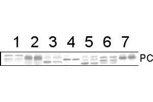 Image no. 1 for anti-PC antibody (ABIN3197484) (PC anticorps)