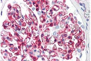 Human Kidney (formalin-fixed, paraffin-embedded) stained with B2M antibody ABIN292915 at 10 ug/ml followed by biotinylated anti-mouse IgG secondary antibody ABIN481714, alkaline phosphatase-streptavidin and chromogen. (beta-2 Microglobulin anticorps)