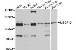 Western blot analysis of extracts of various cell lines, using MEGF10 antibody (ABIN4904341) at 1:1000 dilution. (MEGF10 anticorps)