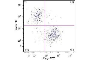 B lymphocytes (CD19 +) in a dot-plot Lambda PE vs. (Lambda-IgLC anticorps)