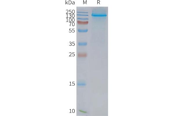 NPC1L1 Protéine