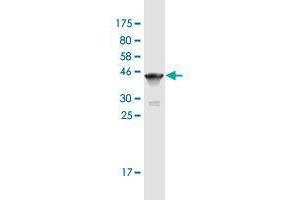 Western Blot detection against Immunogen (37. (Titin anticorps  (AA 1-110))