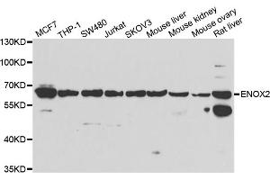 Western blot analysis of extracts of various cell lines, using ENOX2 antibody (ABIN5974249) at 1/1000 dilution. (ENOX2 anticorps)