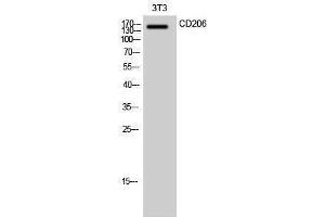 Western Blotting (WB) image for anti-Mannose Receptor, C Type 1 (MRC1) (Internal Region) antibody (ABIN3174248) (Macrophage Mannose Receptor 1 anticorps  (Internal Region))