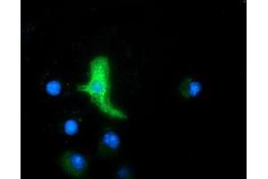 Anti-MAPK7 mouse monoclonal antibody (ABIN2454020) immunofluorescent staining of COS7 cells transiently transfected by pCMV6-ENTRY MAPK7 (RC203506). (MAPK7 anticorps)