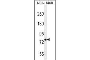 Western blot analysis in NCI-H460 cell line lysates (35ug/lane). (PNN anticorps  (AA 209-239))
