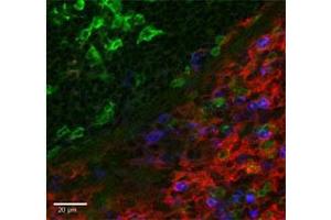 Immunofluorescence of anti-CD11b PE - 200-508-N79 Immunofluorescence Microscopy of Anti-CD11b Phycoerythrin Conjugated antibody. (CD11b anticorps  (PE))