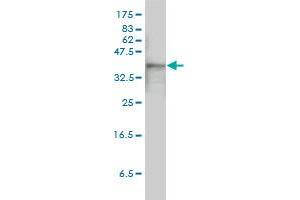 ACTB monoclonal antibody (M01A), clone 3G4-F9 Western Blot analysis of ACTB expression in HeLa . (beta Actin anticorps  (AA 1-375))