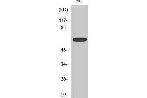 Western Blot analysis of various cells using Kv1. (KCNA3 anticorps)