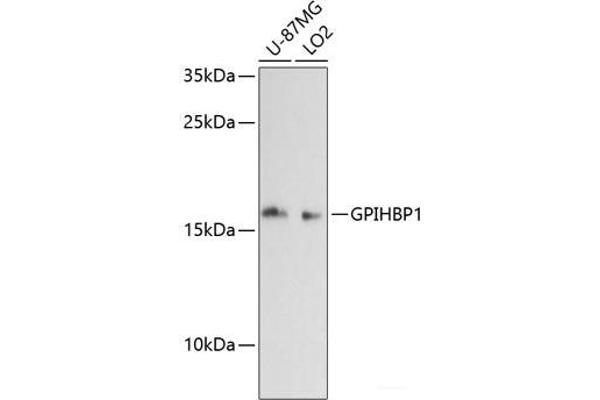 GPIHBP1 anticorps