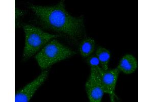 SHG-44 cells were stained with Phospholipase C gamma 1 (85F11) Monoclonal Antibody  at [1:200] incubated overnight at 4C, followed by secondary antibody incubation, DAPI staining of the nuclei and detection. (Phospholipase C gamma 1 anticorps)