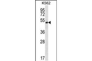 Western blot analysis in K562 cell line lysates (35ug/lane). (MORN1 anticorps  (N-Term))