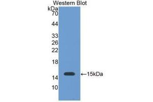 Detection of Recombinant GAL1, Bovine using Monoclonal Antibody to Galectin 1 (GAL1) (LGALS1/Galectin 1 anticorps  (AA 1-135))
