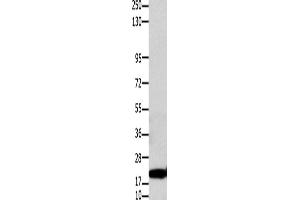 Western Blotting (WB) image for anti-Claudin 1 (CLDN1) antibody (ABIN2425950) (Claudin 1 anticorps)