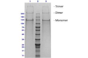 COL2 Protéine