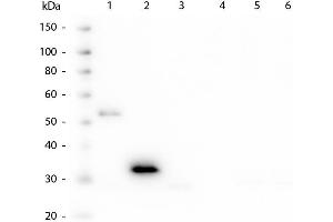 Western Blotting (WB) image for Mouse anti-Human IgG (Fc Region) antibody (ABIN1607856)