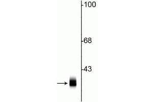 Western blot of rat cortical lysate showing specific immunolabeling of the ~ 36 kDa syntaxin 1A protein. (STX1A anticorps)