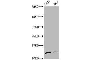 Western Blot Positive WB detected in: Hela whole cell lysate, 293 whole cell lysate All lanes: HIST1H4A antibody at 1:100 Secondary Goat polyclonal to rabbit IgG at 1/50000 dilution Predicted band size: 12 kDa Observed band size: 12 kDa (HIST1H4A anticorps  (meLys59))