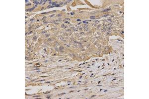 Immunohistochemistry (IHC) image for anti-Myelin Oligodendrocyte Glycoprotein (MOG) antibody (ABIN1876541) (MOG anticorps)