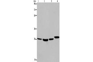 Western Blotting (WB) image for anti-Ets Variant 7 (ETV7) antibody (ABIN2430041) (ETV7 anticorps)