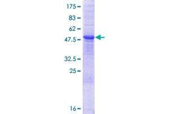 RNASE10 Protein (AA 1-216) (GST tag)