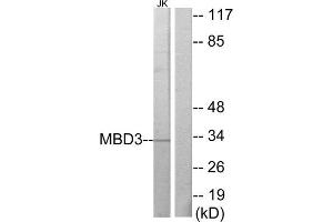 Western Blotting (WB) image for anti-Methyl-CpG Binding Domain Protein 3 (MBD3) (C-Term) antibody (ABIN1849085) (MBD3 anticorps  (C-Term))