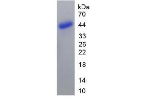 SDS-PAGE analysis of Mouse BMP10 Protein. (BMP10 Protéine)