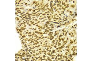 Immunohistochemistry (IHC) image for anti-Lamin A/C (LMNA) (AA 403-572) antibody (ABIN3020785)