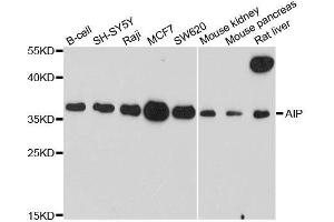 Western blot analysis of extracts of various cell lines, using AIP antibody. (AIP anticorps  (AA 1-330))