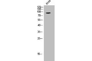Western Blot analysis of A549 cells using Phospho-GR (S203) Polyclonal Antibody (Glucocorticoid Receptor anticorps  (pSer203))
