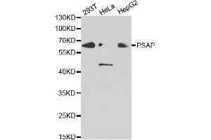 Western blot analysis of extracts of various cell lines, using PSAP antibody. (Prosaposin anticorps)