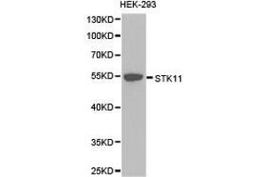 Western Blotting (WB) image for anti-serine/threonine Kinase 11 (STK11) antibody (ABIN1874978) (LKB1 anticorps)
