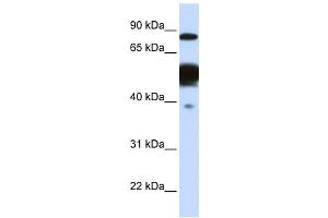 Western Blotting (WB) image for anti-Nexilin (NEXN) antibody (ABIN2459157) (NEXN anticorps)