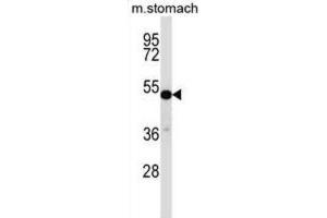 Western Blotting (WB) image for anti-Transcription Factor CP2-Like 1 (TFCP2L1) antibody (ABIN2997307) (TFCP2L1 anticorps)