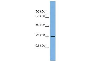 WB Suggested Anti-CDC2 Antibody Titration: 0. (CDK1 anticorps  (Middle Region))
