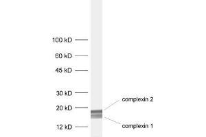 dilution: 1 : 1000, sample: rat brain homogenate (Complexin 1, 2 (C-Term) anticorps)