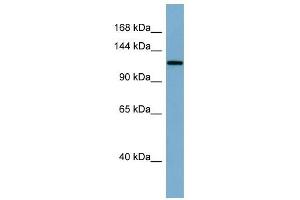 Klotho antibody used at 1 ug/ml to detect target protein. (Klotho anticorps  (Middle Region))